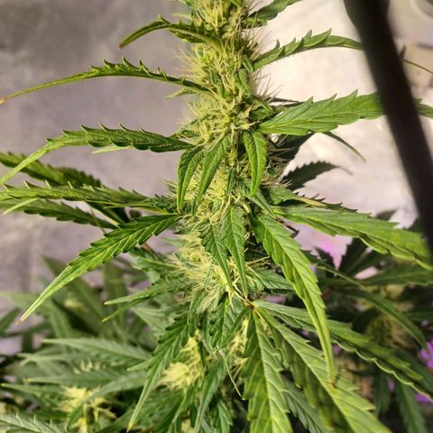 Gorilla Glue Auto growlog photo: Rearranged plants after flushing g for fungus gnats