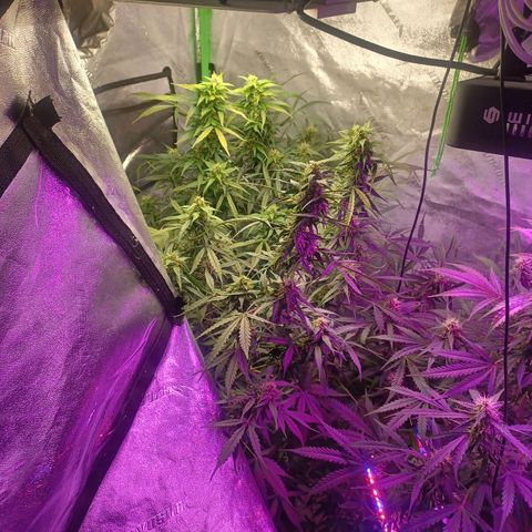Gorilla Glue Auto growlog photo: Rearranged plants after flushing g for fungus gnats