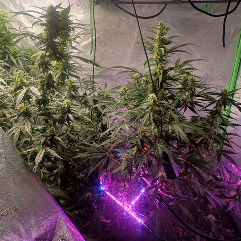 Gorilla Glue Auto growlog photo: Rearranged plants after flushing g for fungus gnats