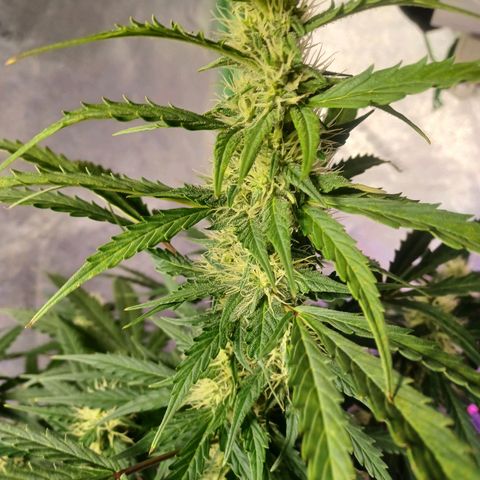 Gorilla Glue Auto growlog photo: Rearranged plants after flushing g for fungus gnats