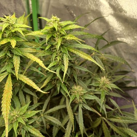Gorilla Glue Auto growlog photo: Rearranged plants after flushing g for fungus gnats