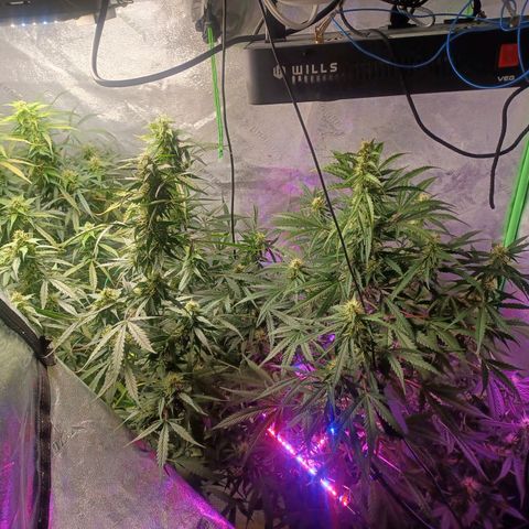 Gorilla Glue Auto growlog photo: Rearranged plants after flushing g for fungus gnats