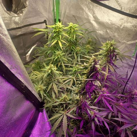 Gorilla Glue Auto growlog photo: Rearranged plants after flushing g for fungus gnats
