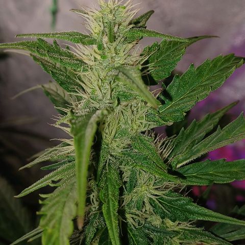 Gorilla Glue Auto growlog timeline photo