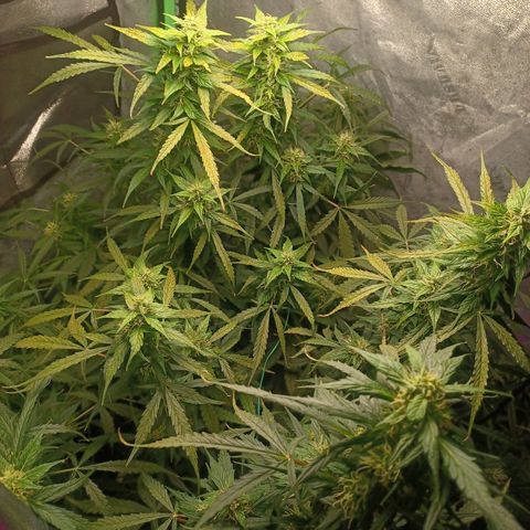 Gorilla Glue Auto growlog timeline photo