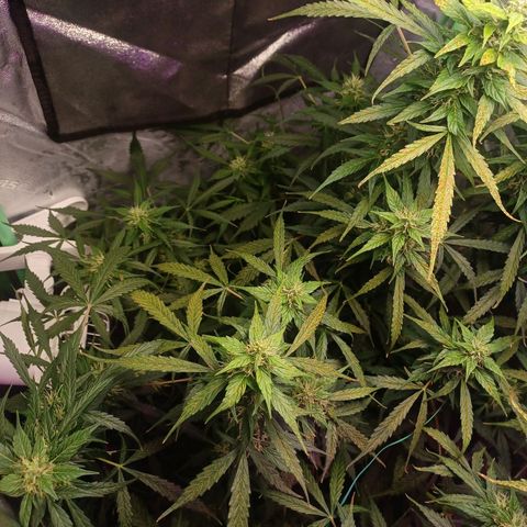Gorilla Glue Auto growlog timeline photo