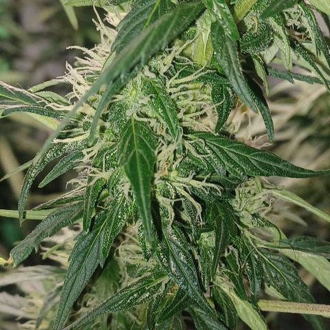 Gorilla Glue Auto growlog timeline photo