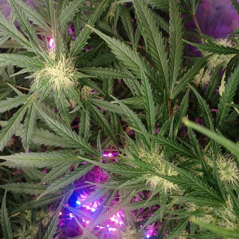 Gorilla Glue Auto growlog timeline photo