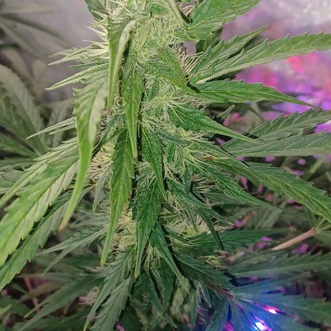 Gorilla Glue Auto growlog timeline photo