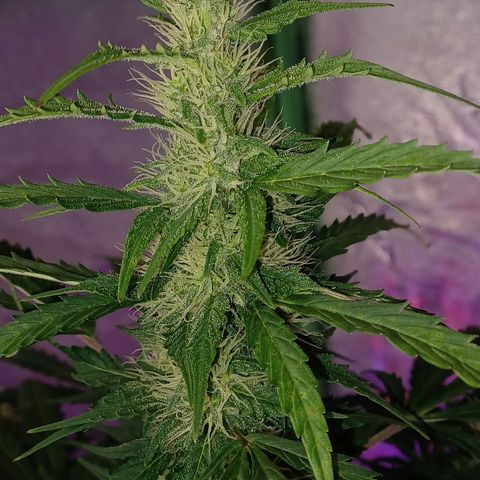 Gorilla Glue Auto growlog timeline photo