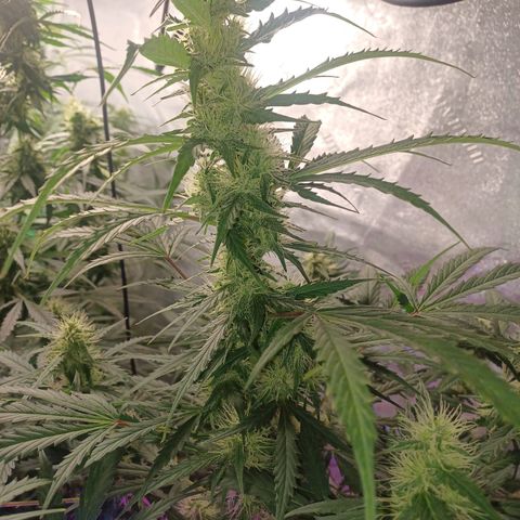 Gorilla Glue Auto growlog timeline photo