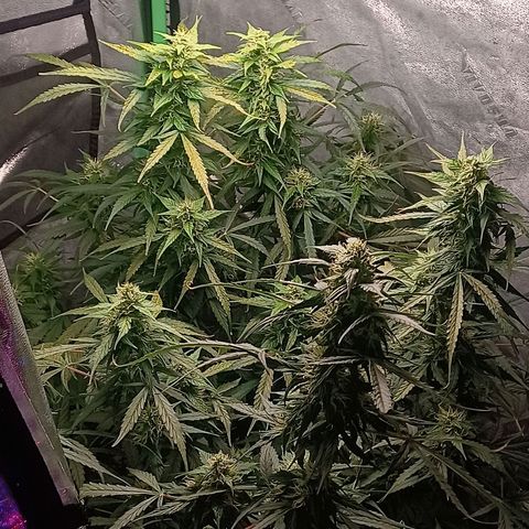 Gorilla Glue Auto growlog timeline photo