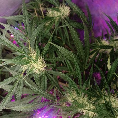 Gorilla Glue Auto growlog timeline photo
