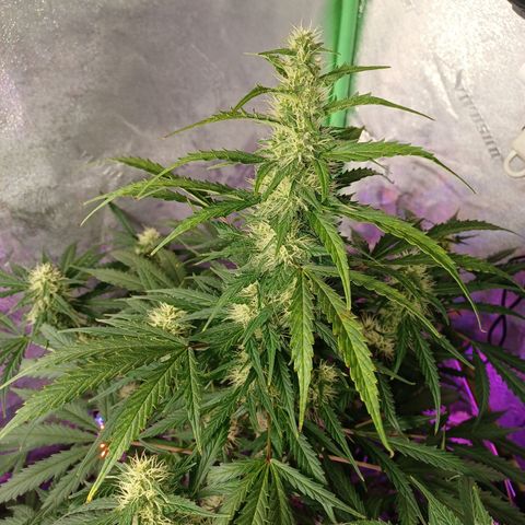 Gorilla Glue Auto growlog timeline photo