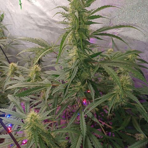 Gorilla Glue Auto growlog timeline photo