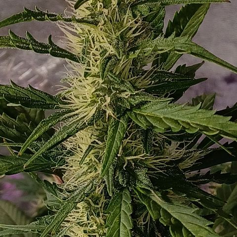 Gorilla Glue Auto growlog timeline photo