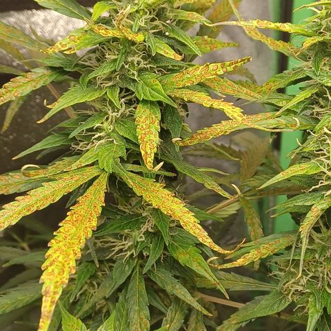 Gorilla Glue Auto growlog timeline photo