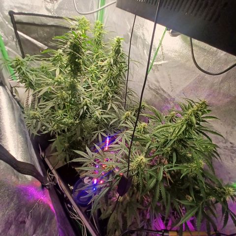 Gorilla Glue Auto growlog timeline photo