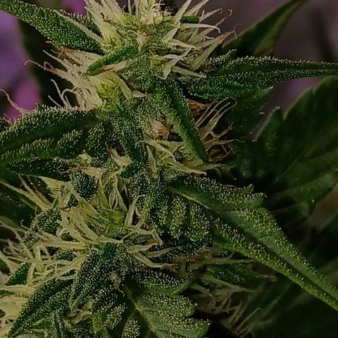 Gorilla Glue Auto growlog timeline photo