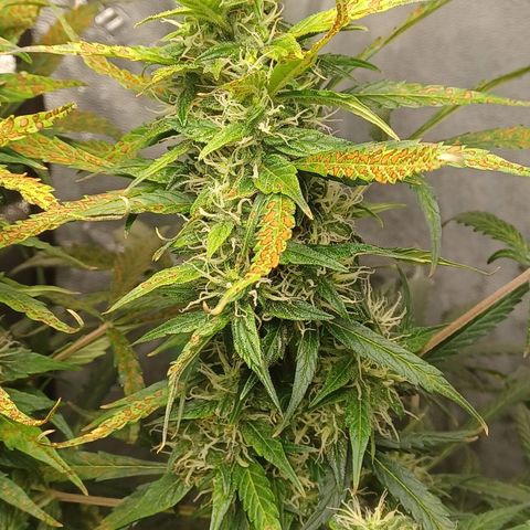 Gorilla Glue Auto growlog timeline photo