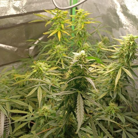 Gorilla Glue Auto growlog timeline photo