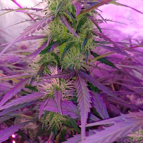 Gorilla Glue Auto growlog timeline photo