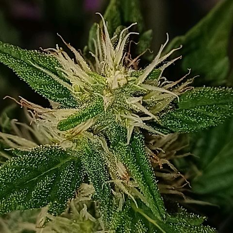 Gorilla Glue Auto growlog timeline photo