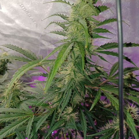 Gorilla Glue Auto growlog timeline photo