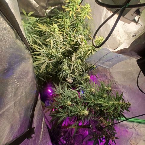 Gorilla Glue Auto growlog timeline photo