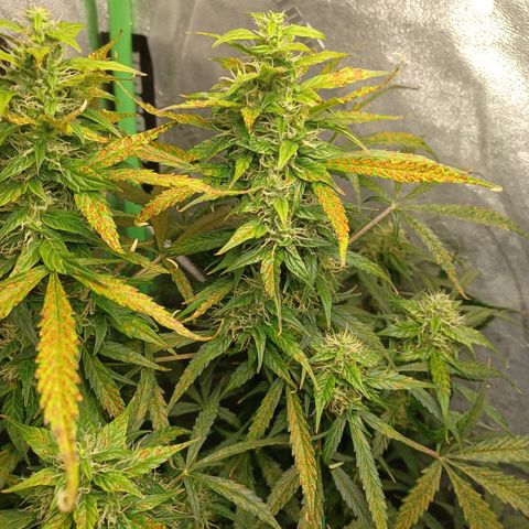 Gorilla Glue Auto growlog timeline photo
