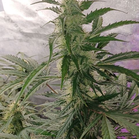 Gorilla Glue Auto growlog timeline photo