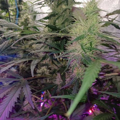 Gorilla Glue Auto growlog timeline photo