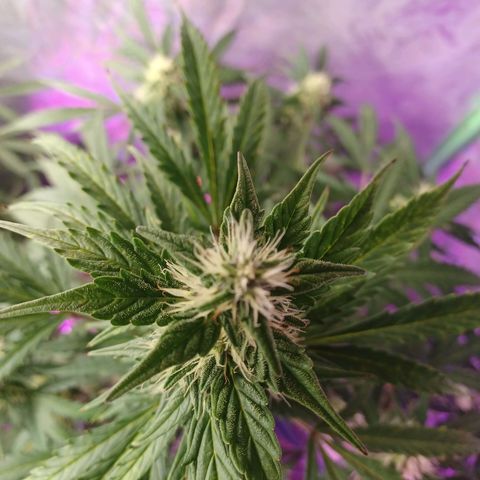 Gorilla Glue Auto growlog timeline photo