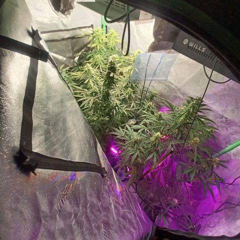 Gorilla Glue Auto growlog timeline photo