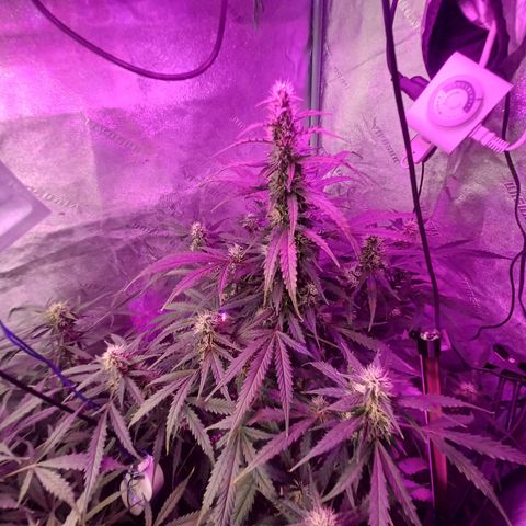 Gorilla Glue Auto growlog timeline photo