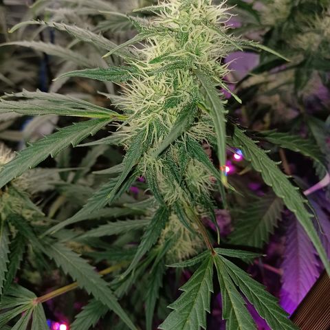 Gorilla Glue Auto growlog timeline photo