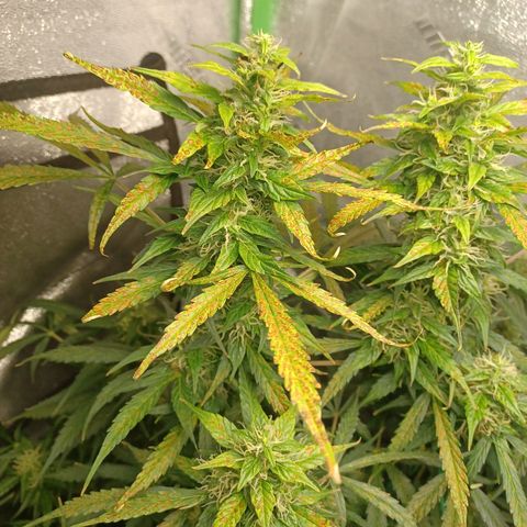 Gorilla Glue Auto growlog timeline photo