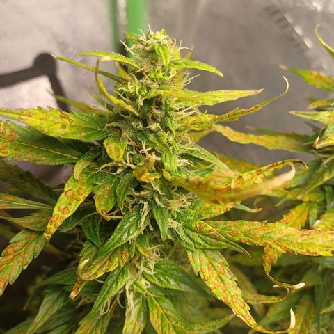 Gorilla Glue Auto growlog timeline photo