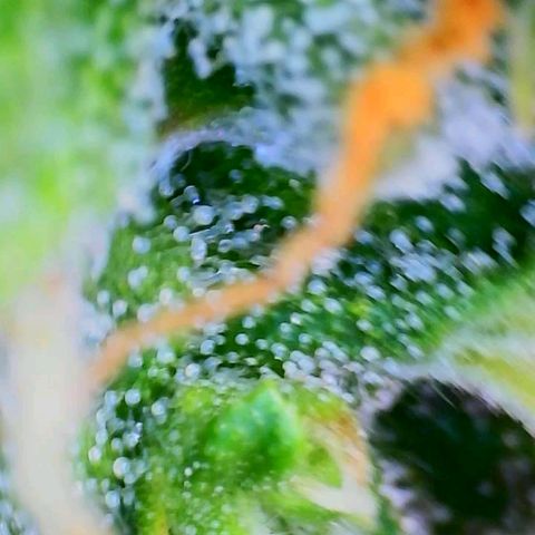 Gorilla Glue Auto growlog timeline photo