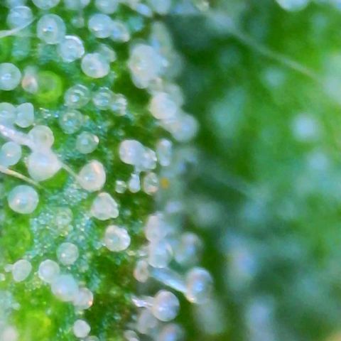 Gorilla Glue Auto growlog timeline photo