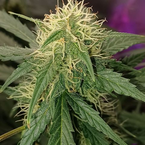 Gorilla Glue Auto growlog timeline photo