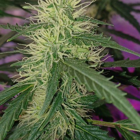 Gorilla Glue Auto growlog timeline photo