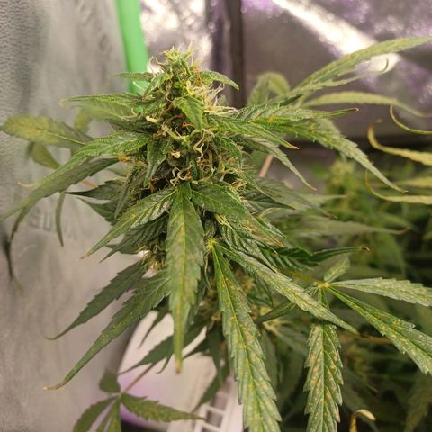 Gorilla Glue Auto growlog timeline photo