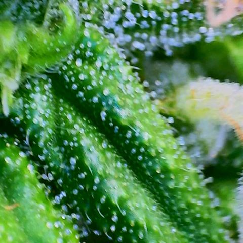 Gorilla Glue Auto growlog timeline photo