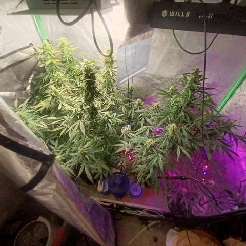 Gorilla Glue Auto growlog timeline photo