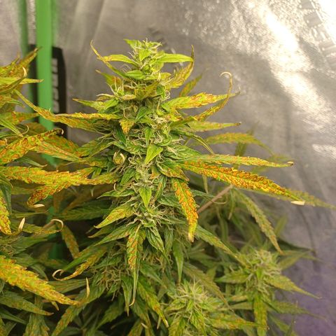 Gorilla Glue Auto growlog timeline photo