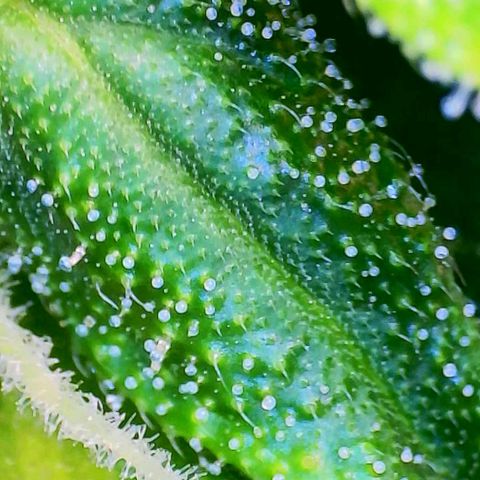 Gorilla Glue Auto growlog timeline photo