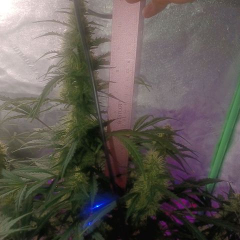Gorilla Glue Auto growlog timeline photo