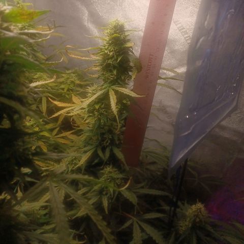 Gorilla Glue Auto growlog timeline photo
