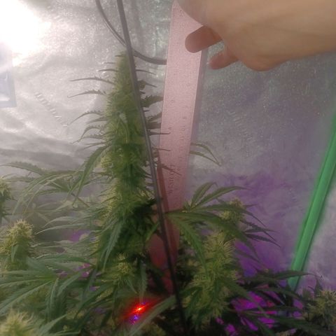 Gorilla Glue Auto growlog timeline photo